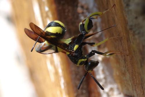Leucospis dorsigera