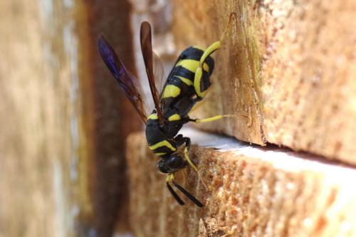 Leucospis dorsigera