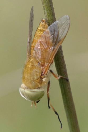 Réf. 286 939 : Atylotus fulvus