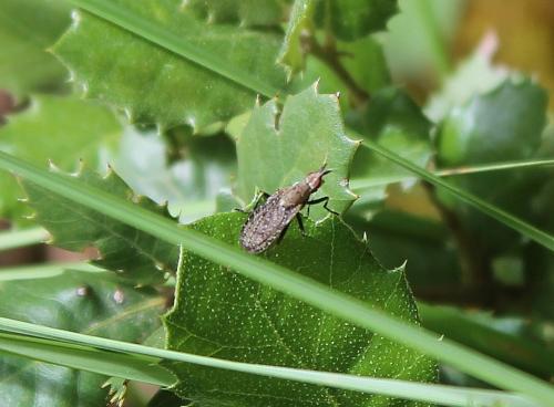 Euthycera cribrata