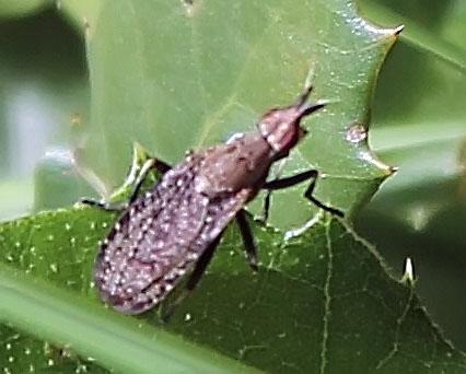 Réf. 286 393 : Euthycera cribrata