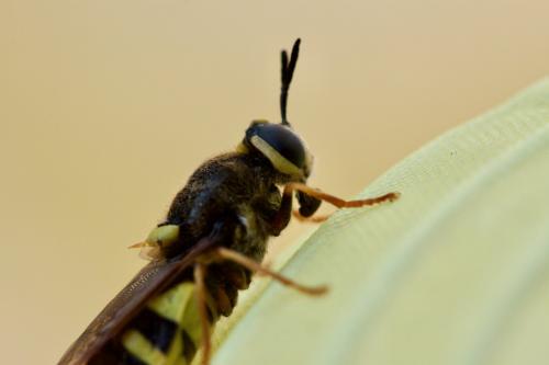 Réf. 286 781 : Stratiomys chamaeleon