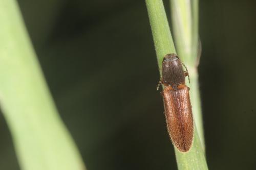 Athous sp.