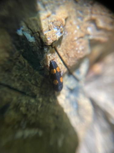Réf. 286 260 : Dircaea australis