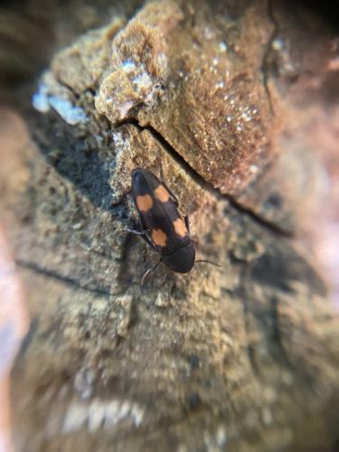 Réf. 286 261 : Dircaea australis