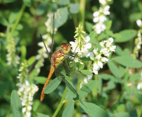 Sympetrum striolatum