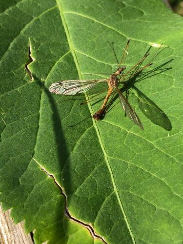 Tipula sp.