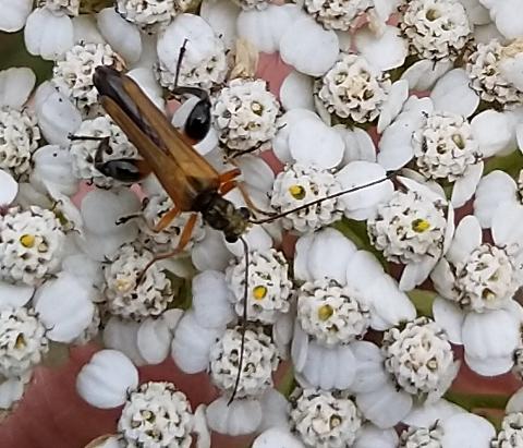 Oedemera podagrariae
