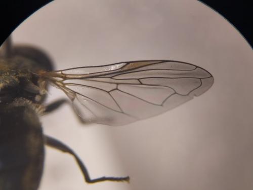 Réf. 286 025 : Chrysogaster sp.