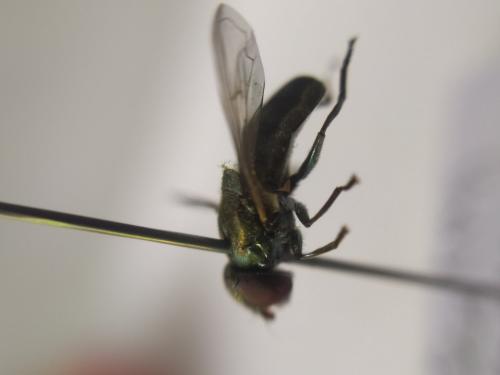 Chrysogaster sp.