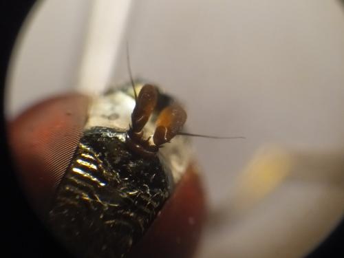 Réf. 286 134 : Chrysogaster sp.