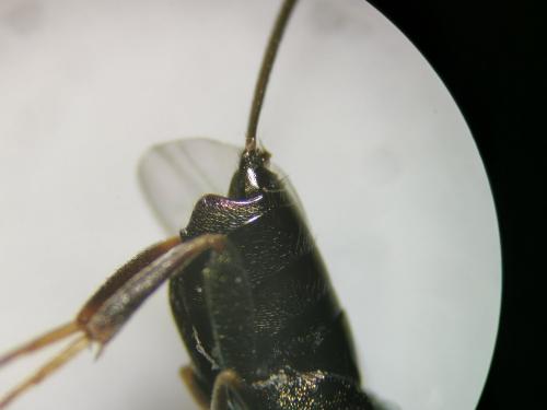 Réf. 286 820 : Monodontomerus sp.