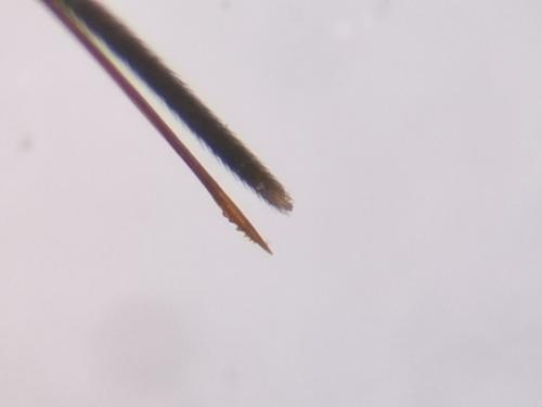 Monodontomerus sp.