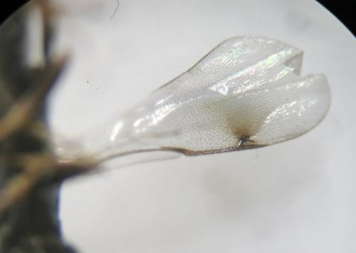 Monodontomerus sp.