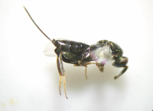 Monodontomerus sp.