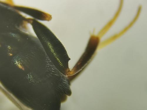 Monodontomerus sp.