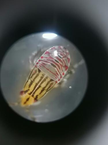 Rhyparochrominae