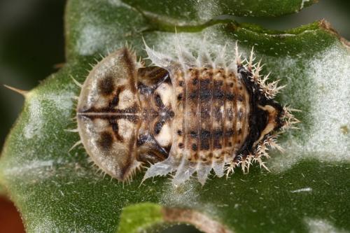 Réf. 286 448 : Cassidinae inconnu