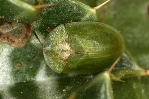 Réf. 286 447 : Cassidinae inconnu
