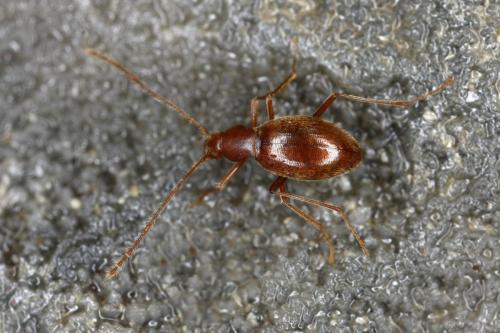 Réf. 286 367 : Antrocharis querilhaci
