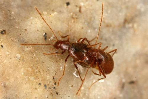 Réf. 286 366 : Antrocharis querilhaci