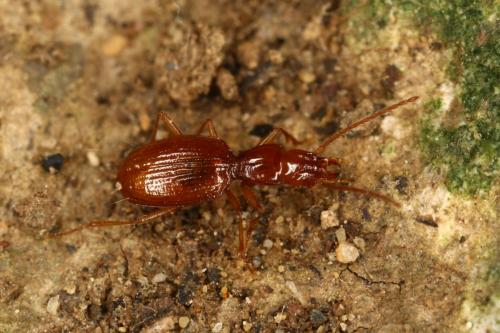 Réf. 286 369 : Geotrechus orpheus