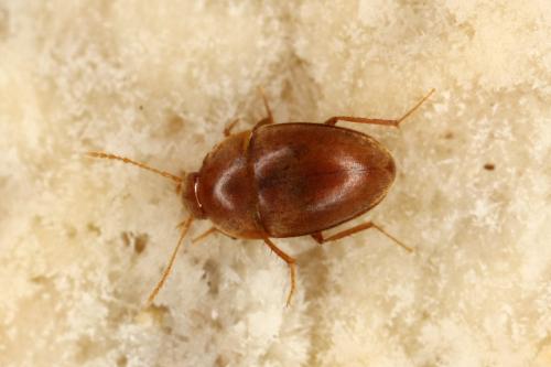 Speonomus infernus