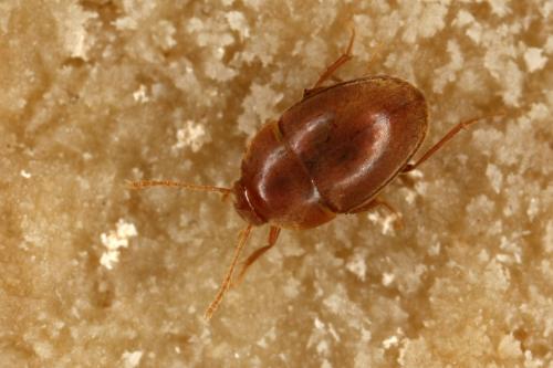 Speonomus infernus