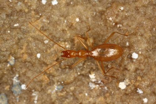 Réf. 286 373 : Aphaenops cerberus bruneti