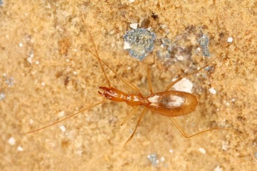 Réf. 286 374 : Aphaenops cerberus bruneti