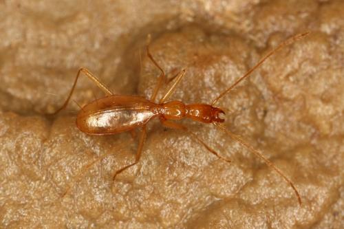 Réf. 286 372 : Aphaenops cerberus bruneti