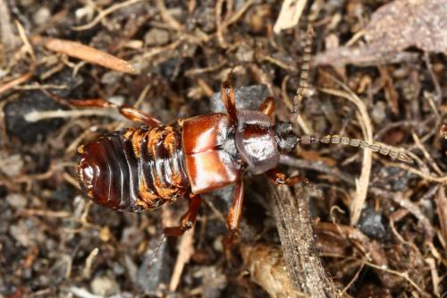 Réf. 286 444 : Lomechusoides strumosus
