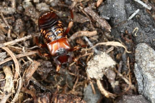 Réf. 286 445 : Lomechusoides strumosus