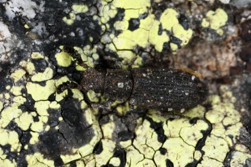 Réf. 286 443 : Orthocerus clavicornis
