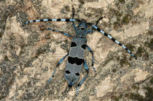 Réf. 286 409 : Rosalia alpina