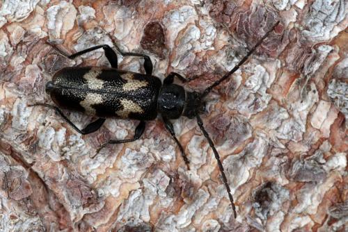 Semanotus undatus