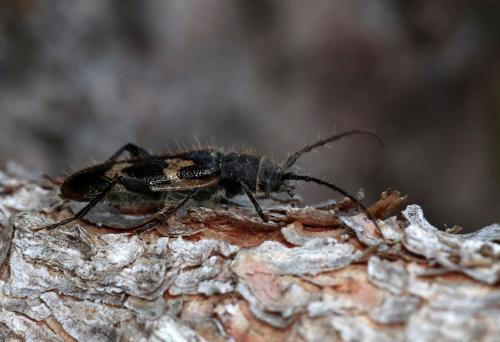 Semanotus undatus