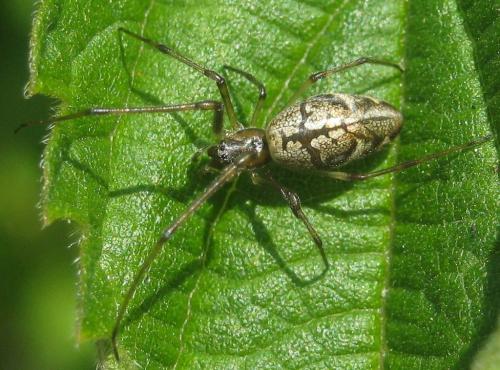 Réf. 286 351 : Tetragnatha nigrita