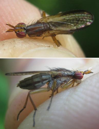 Limnia paludicola