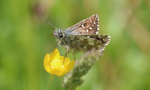 Réf. 286 073 : Pyrgus sp.