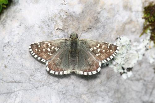 Réf. 286 131 : Pyrgus andromedae