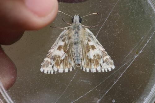 Pyrgus andromedae