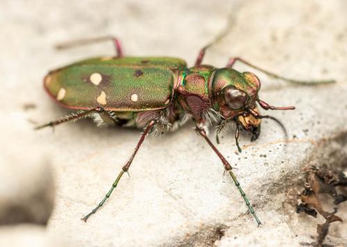 Réf. 286 596 : Cicindela maroccana pseudomaroccana