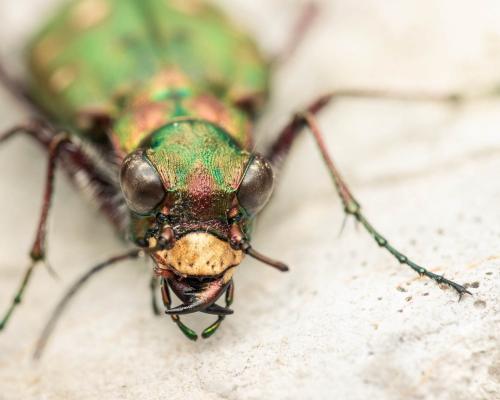 Réf. 286 595 : Cicindela maroccana pseudomaroccana