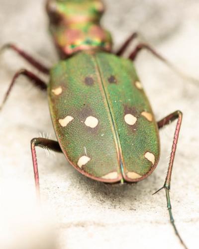 Réf. 286 597 : Cicindela maroccana pseudomaroccana