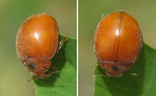 Réf. 286 636 : Subcoccinella vigintiquatuorpunctata