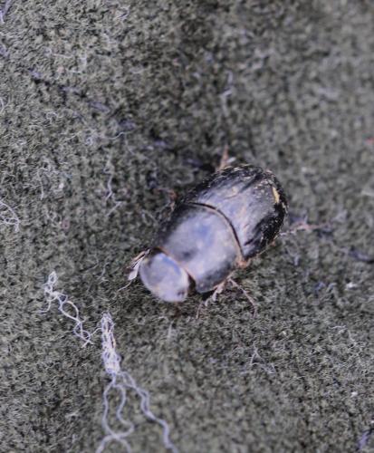 Onthophagus sp.