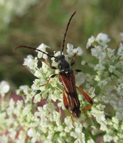 Réf. 286 246 : Stenopterus rufus