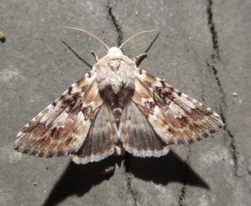Eremobia ochroleuca