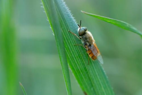 Odontomyia discolor